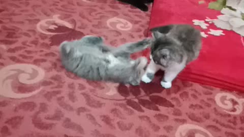 Cute kitties Playing