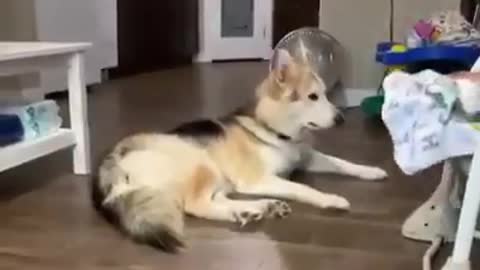 Siberian Husky Sings His Favorite Song
