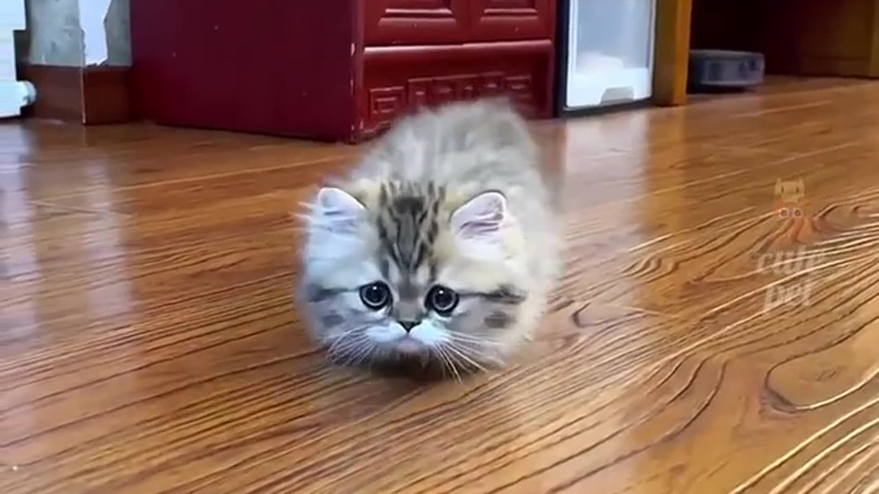Video of cat