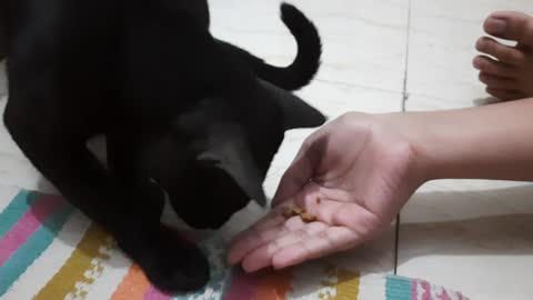 Poor kitty having treat