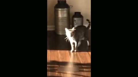 🤣funny🤣cat😻videos