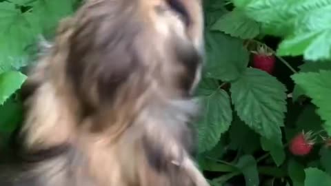 Raspberry picking