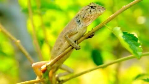 Amazing animals and birds 4k video - Cute Animals and birds