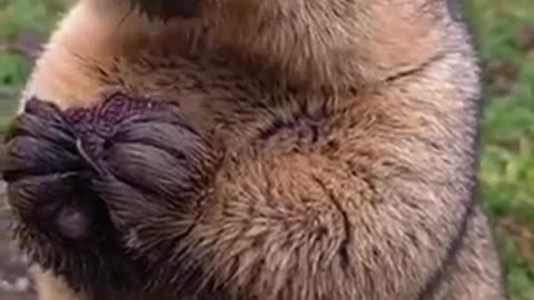 Amazing animal viral video
