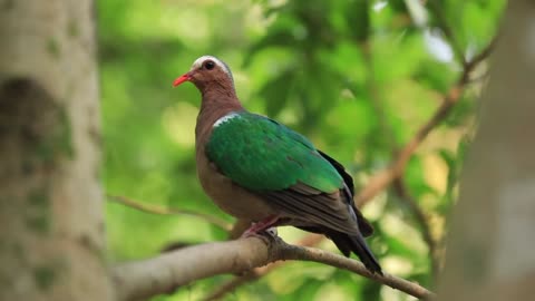 Birds Sound Wonderful Collection of Birds Stunning Nature Stress Relief Relaxing Nature
