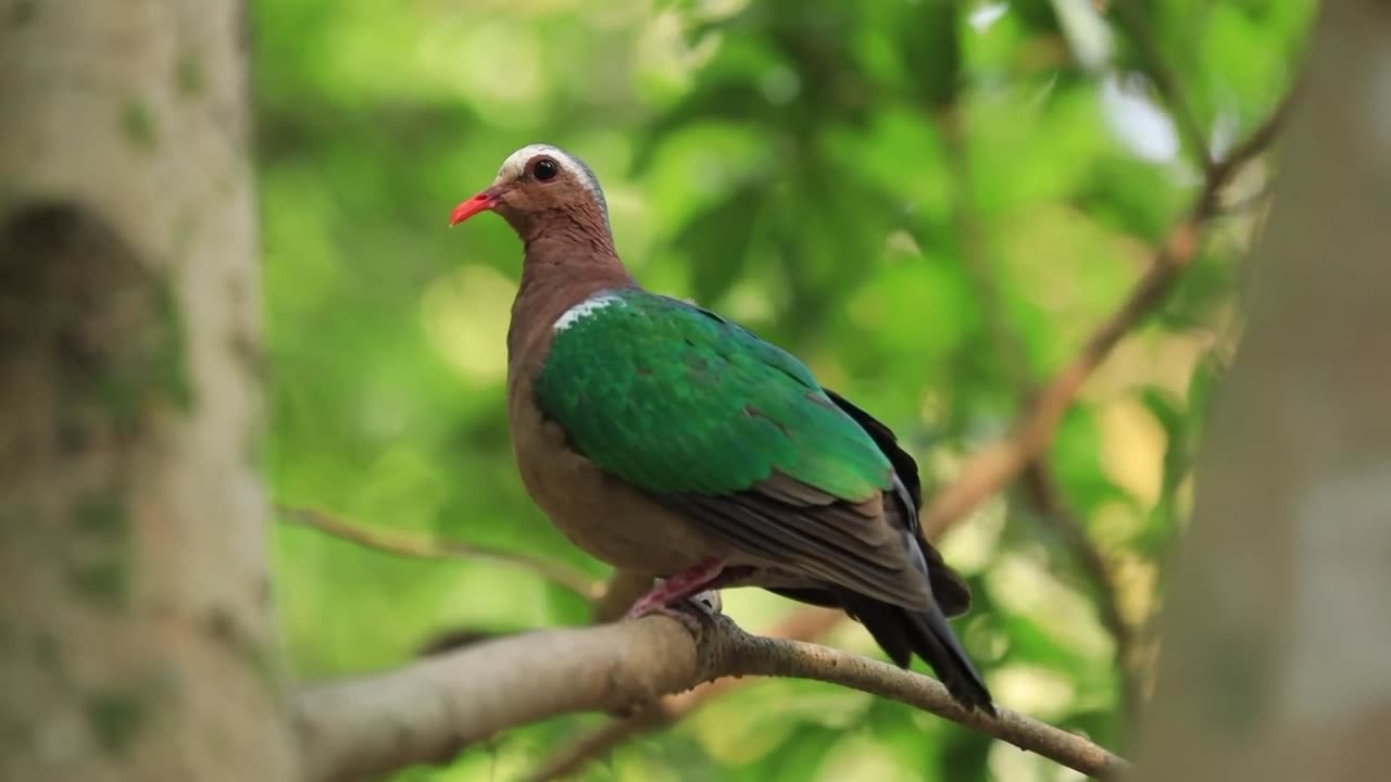 Birds Sound Wonderful Collection of Birds Stunning Nature Stress Relief Relaxing Nature