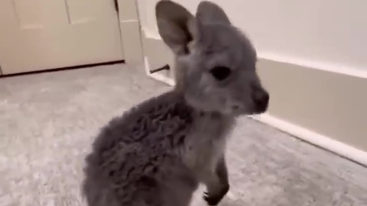 is that bunny or kangaroo😂 #shorts #funny #animals