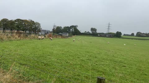 NZ wool insulating fire retardant Oct 2023