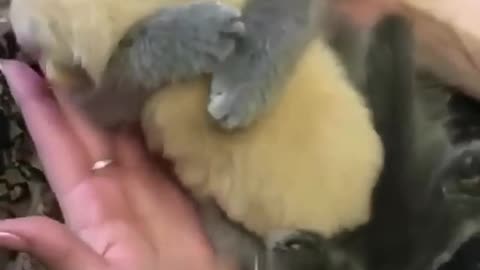 Funny cat