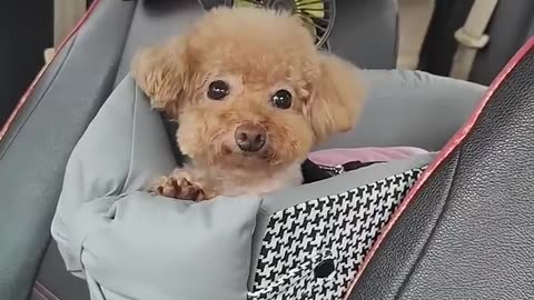 Pet easy carry bag
