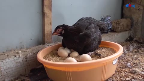 Amazing BORN "MURGI" Hatching Eggs in chaff to Chicks Born - Crazy Hen Harvesting Eggs to chiicks-17