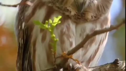 Pet Cats Beautiful Bird And Animal 4K HD Adorable Photography By Nature.