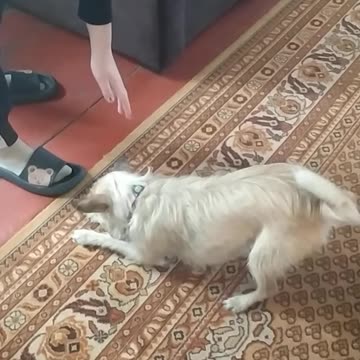 Luna The Dog Plays Better Than A Cat