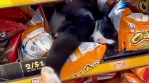 Funny animals vid cutie paws 🐾