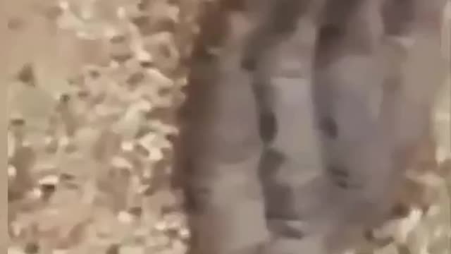 DUMBS - THESE CREATURES LIVING IN THE TUNNELS - PT1 - THOUGHTS? ???????? SHARE!!