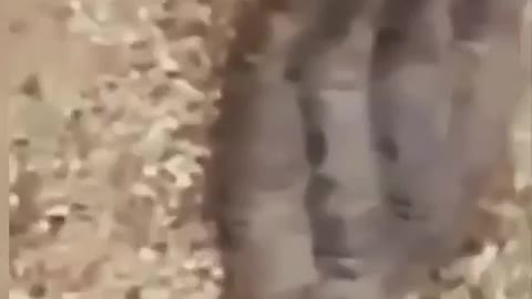 DUMBS - THESE CREATURES LIVING IN THE TUNNELS - PT1 - THOUGHTS? ???????? SHARE!!