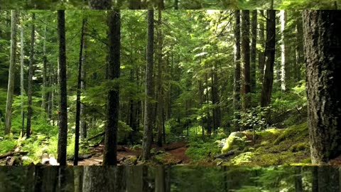 nature