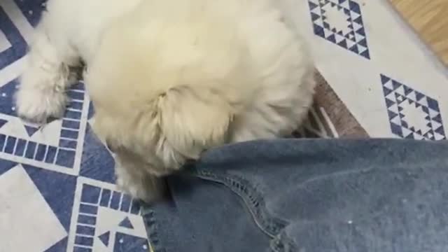The video of the puppy bear just coming home, the child is more cute when he is a child