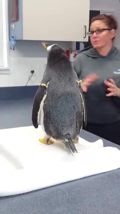Meeting a Gentoo Penguin