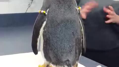 Meeting a Gentoo Penguin