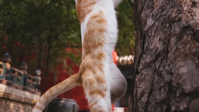 A cat that climbs a tree