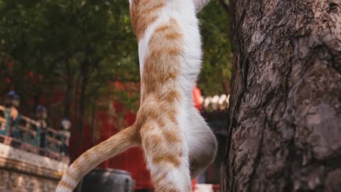 A cat that climbs a tree