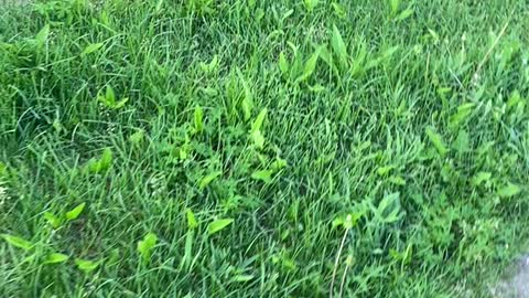 green grass