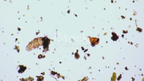 The Unbelievable World of Tardigrades: Microsopic Marvels