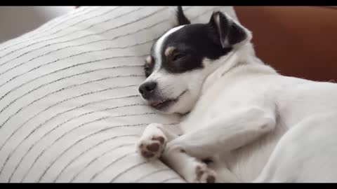My laughing dog
