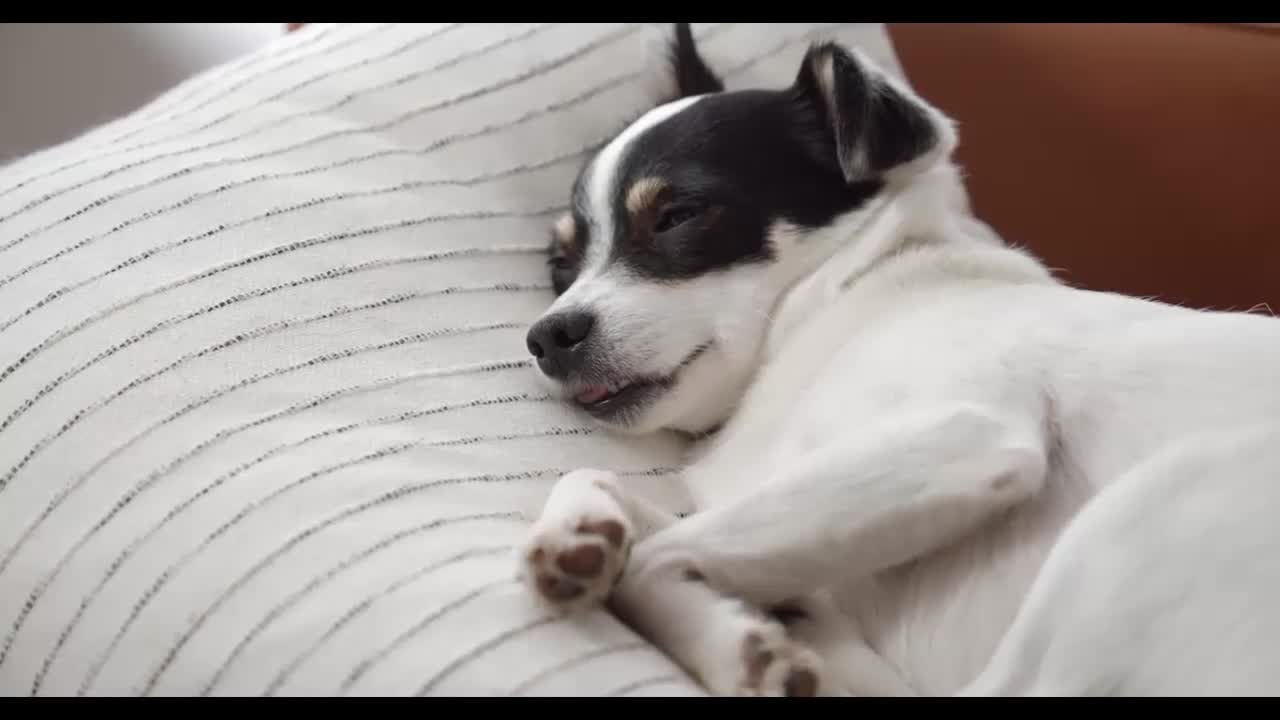 My laughing dog