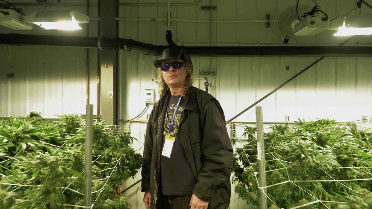 The Real MTF - The Story of Matanuska Thunder Fuck Cannabis Strain