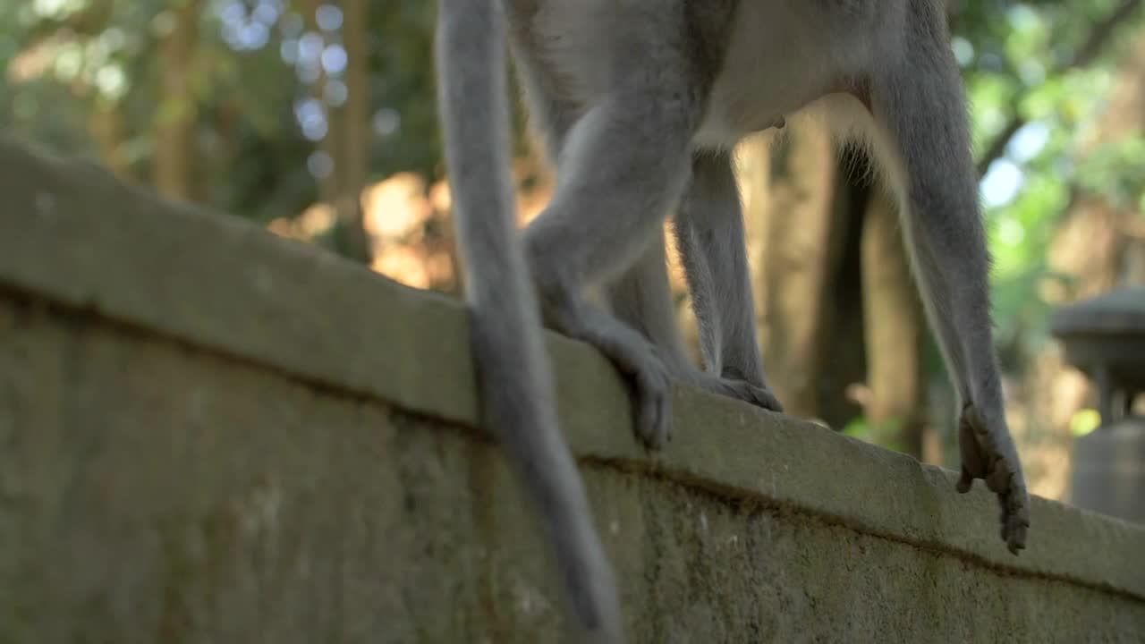 Close Up of a Monkey Walking Along a Wall