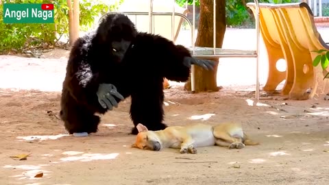 Best New Prank ] Fake Gorilla prank Dogs Make Funny Feeling Dogs - Super Funny