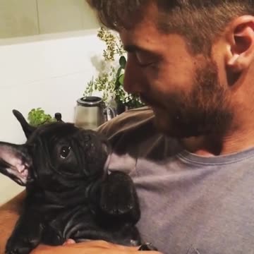 Cachorro de Bulldog Francés descubre el sonido del silbido