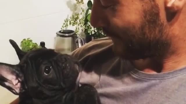 Cachorro de Bulldog Francés descubre el sonido del silbido