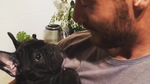 Cachorro de Bulldog Francés descubre el sonido del silbido