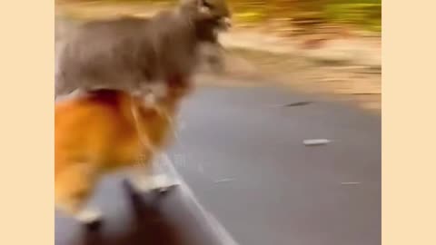 Funny cat and dog video
