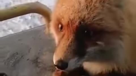 The redhead came to meet and have a snack