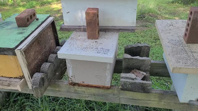 Quick tip when a hive wants the queen to go get mated.
