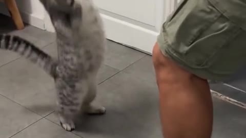 Funny Cat Video