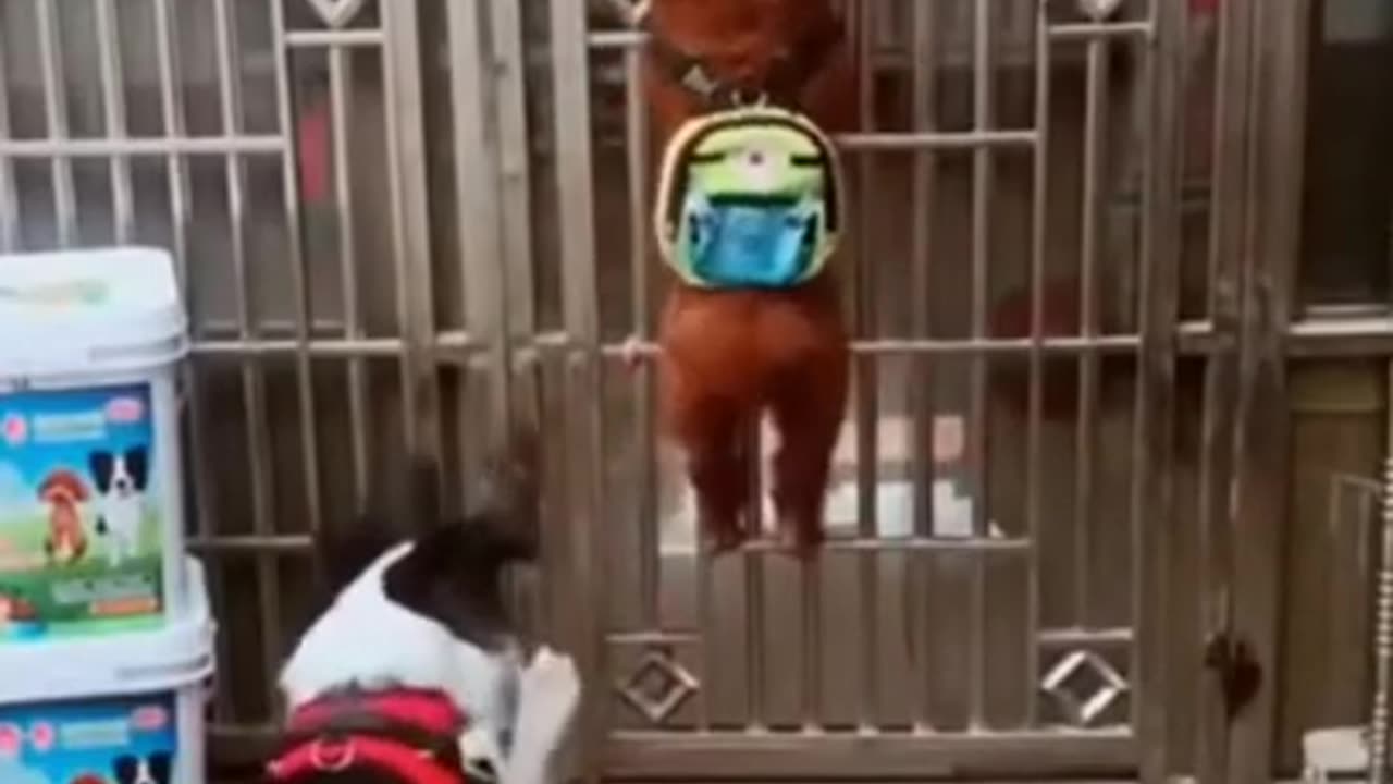 Funny Dog Videos Creative Commons |