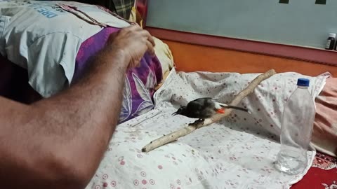 Bird Singing & Dancing
