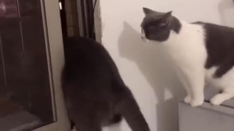 Crazy Meow-sters: Hilarious Compilation of Super Funny Cats