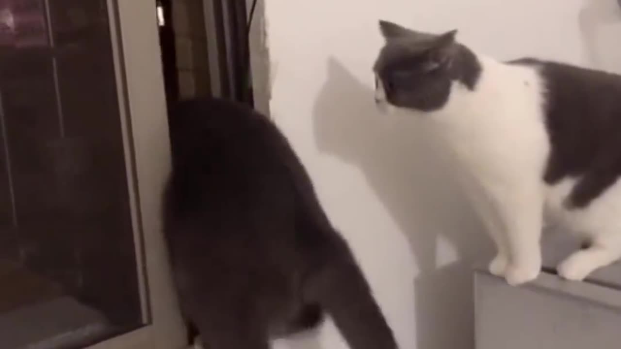 Crazy Meow-sters: Hilarious Compilation of Super Funny Cats