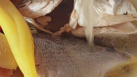 Easy fish recipe done in 5 minutes #fish #recipe #cooking #food #foyou #homemade #share