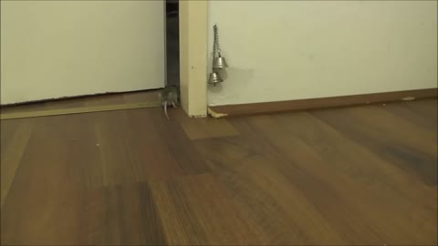 So cute little hamster