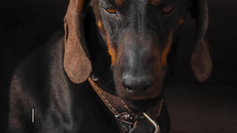 10 Abnormal Dog Behaviours That Should Not Be Avoided
