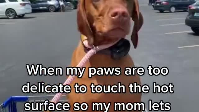 When my paws are too delicate to touch the hot
