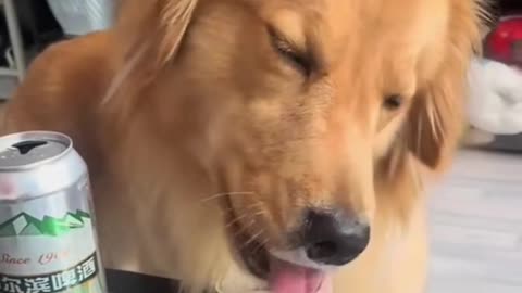 The drunk 🐕