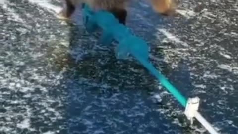 TRY NOT TO LAUGH 😆 Best Funny Videos Compilation 😂😁😆